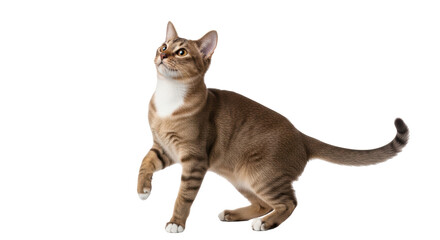 Isolated alert brown tabby cat standing, looking up, one paw raised in surprise, cut out