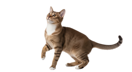 Isolated alert brown tabby cat standing, looking up, one paw raised in surprise, cut out