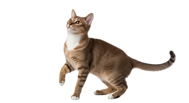 Isolated alert brown tabby cat standing, looking up, one paw raised in surprise, cut out