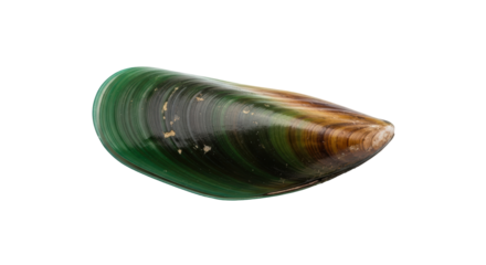 Isolated single green-lipped mussel from New Zealand, seafood delicacy food nutrition meal