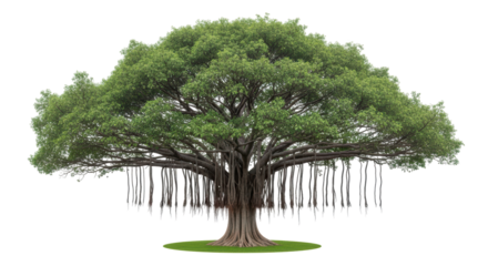 Isolated tree with a dense green canopy, aerial roots, and exposed branches and trunk