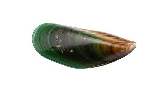 Isolated single green-lipped mussel from New Zealand, seafood delicacy food nutrition meal