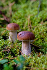 Edible mushrooms in the forest on an early autumn