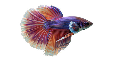 Isolated colorful male Siamese fighting fish, Betta splendens, with flowing tail fins