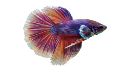 Isolated colorful male Siamese fighting fish, Betta splendens, with flowing tail fins