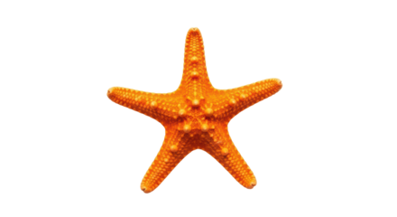 Isolated orange starfish with five arms, marine life, ocean animal, summer time icon