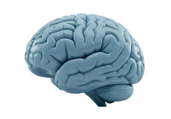 Isolated human brain model in blue, anatomical representation for medicine and neuroscience