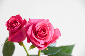 ピンクのばら
