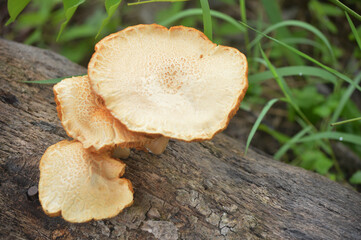 Close-up of wild mushrooms growing on old wood in the forest, natural fungi with detailed texture on cap surface, organic background for ecology, biology, nature, environment, and food concept
