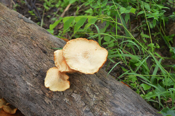 Close-up of wild mushrooms growing on old wood in the forest, natural fungi with detailed texture on cap surface, organic background for ecology, biology, nature, environment, and food concept