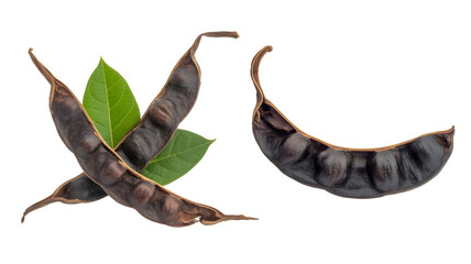 Fototapeta premium Two dried acacia pods with green leaves and one acacia pod isolated on transparent background