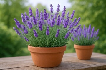 Naklejka premium Two Potted Lavender Plants in Bloom on Wooden Table Against a Blurred Green Background