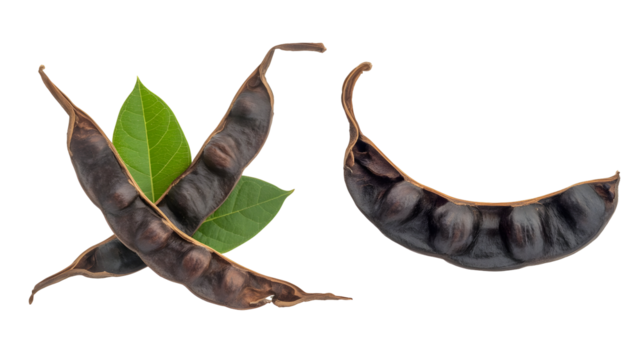 Two dried acacia pods with green leaves and one acacia pod isolated on transparent background