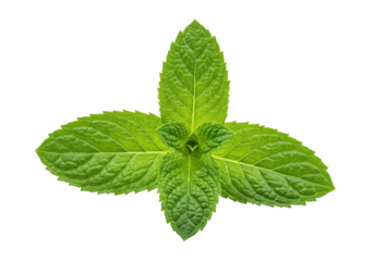 Isolated fresh mint leaves, aromatic herb for culinary, mojito, tea and flavor enhancer