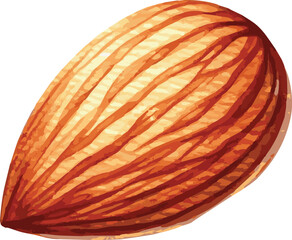 Vector watercolor painted illustration of an almond