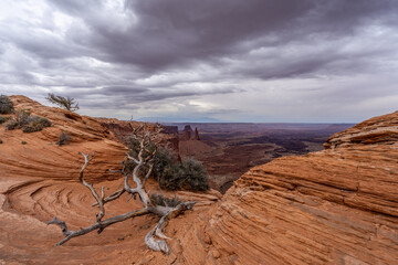 Landscape image of eroded layers of sandstone with dead tree and view over canyon landscape