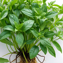 Fototapeta premium Vibrant green plant with exposed roots on white background