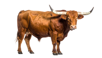A large brown bull with long horns standing, isolated on transparent background