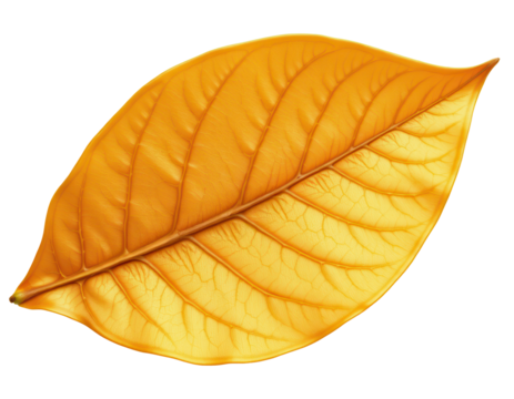 Vibrant Yellow Leaf with Intricate Veins Captured Against Transparent background