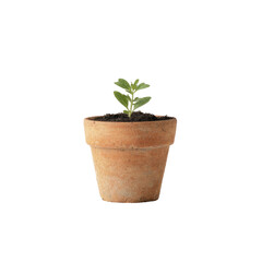 Obraz premium Small sprout in terracotta pot