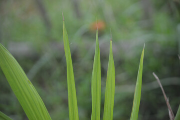 A close-up photograph of fresh green grass blades with a soft natural background. The image captures the simplicity and beauty of nature, symbolizing freshness, growth, and environmental balance.