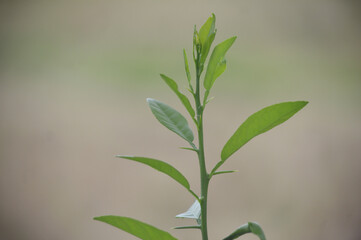 Close-up of Young Green Plant with Fresh Leaves and Thorns in Natural Background