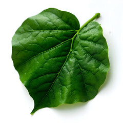 Obraz premium Close up of a single green leaf with prominent veins on white back