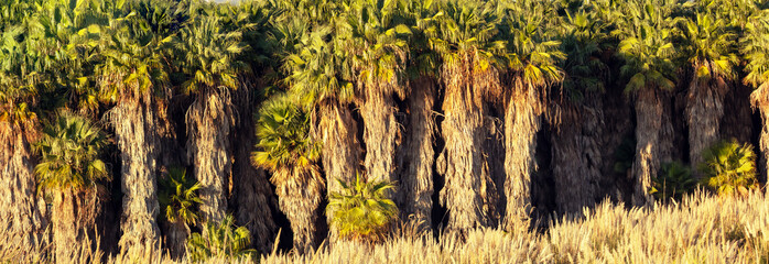 Wild palm forest. Nature background