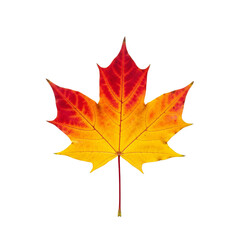 red maple leaf