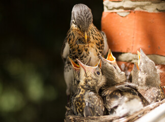 Fieldfare (Turdus pilaris) feeds chicks in the nest