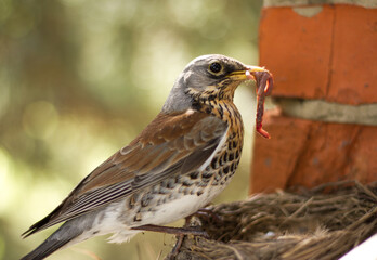 Fieldfare (Turdus pilaris) feeds chicks in the nest