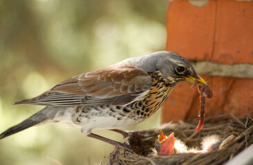 Fieldfare (Turdus pilaris) feeds chicks in the nest