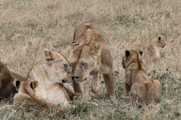 Two Lions greeting each other, with cubs all around