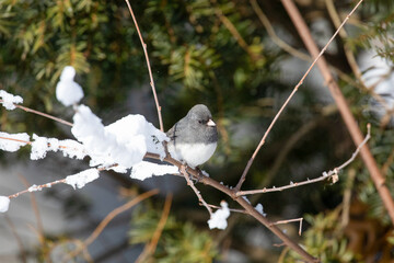 Dark-eyed Junco