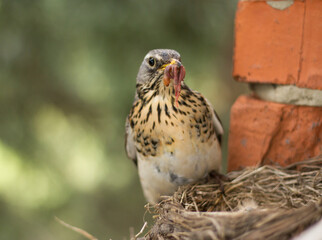 Fieldfare (Turdus pilaris) feeds chicks in the nest