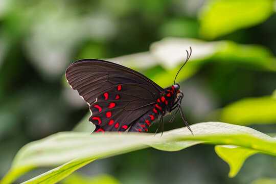 Parides photinus, the pink spotted cattleheart butterfly, Papilionidae family sitting on green leaf in garden background. Butterfly with black and red wings close up, macro.