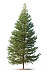 Fototapeta premium Pine plant tree fir.