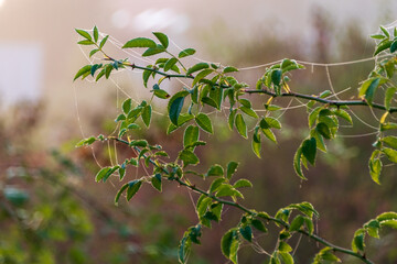 green leaves on the tree