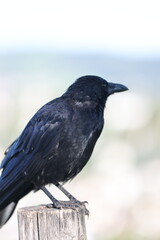 The black crow is a completely black bird with a greenish or purple tint in its plumage that sits on a wooden pole.