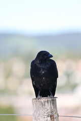The black crow is a completely black bird with a greenish or purple tint in its plumage that sits on a wooden pole.