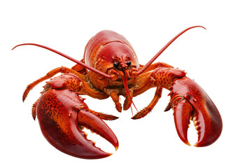 Isolated cooked red lobster ready to eat culinary meal appetizer, tasty fresh food