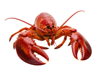 Isolated cooked red lobster ready to eat culinary meal appetizer, tasty fresh food