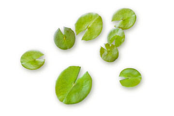 Fresh green lotus leaf top view isolated on transparent background