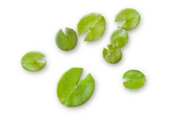 Fresh green lotus leaf top view isolated on transparent background