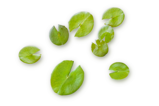 Fresh green lotus leaf top view isolated on transparent background