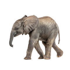 Obraz premium A young elephant with wrinkled skin walks with its trunk down a cute portrait on a plain background A majestic creature in progress !
