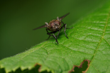 Fototapeta premium Beautiful black fly on a green leaf. 