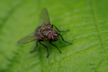 Beautiful black fly on a green leaf.
