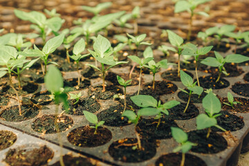 Young green seedlings growing in a seed tray filled with rich soil, showcasing vibrant leaves and healthy growth, representing the beginning of a flourishing garden or agricultural project