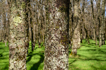 Close-up of a tree trunk covered in moss with blurred trees in the background illuminated by sunlight.